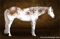 Horse Color:White Spotted Silver Brown 