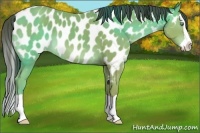 Horse Color:Sable Champagne Splash Appaloosa 