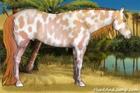 Horse Color:Chocolate Sable Champagne Pearl Appaloosa 