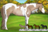 Horse Color:Black Pearl Sabino Tobiano Rabicano 