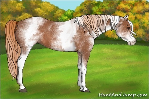 Horse Color:White Spotted Chestnut 