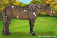 Horse Color:White Spotted Chocolate Palomino