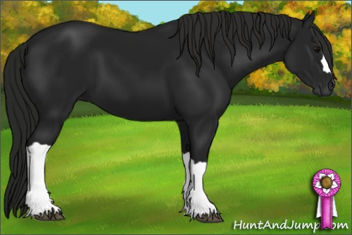 Horse Color:Gray Black 
