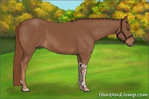 Horse Color:Chestnut Tobiano