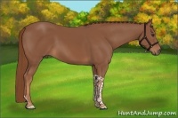 Horse Color:Chestnut Tobiano 