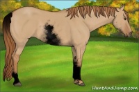 Horse Color:Void White Spotted Red Dun Rabicano 