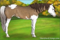 Horse Color:Buckskin Dun Sabino Splash Appaloosa 
