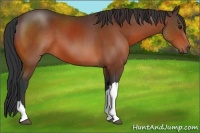 Horse Color:Bay 