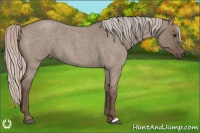 Horse Color:Silver Grullo Roan 