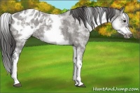 Horse Color:White Spotted Grullo Roan Splash Frame Appaloosa