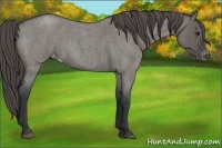 Horse Color:Grullo Roan Appaloosa 