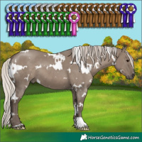 Horse Color:White Spotted Silver Grullo 