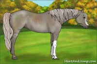Horse Color:Silver Grullo Rabicano 