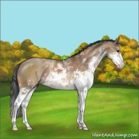 Horse Color:Bay Dun Sabino 