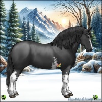 Horse Color:White Spotted Black 