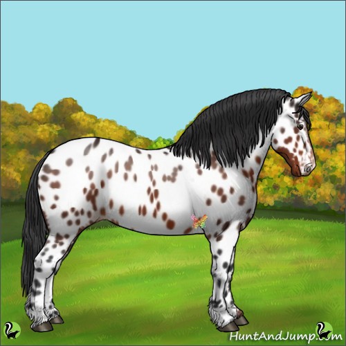 Horse Color:Brown Appaloosa