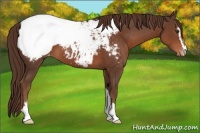 Horse Color:Liver Chestnut Sabino Appaloosa 