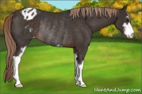 Horse Color:Liver Chestnut Sabino Appaloosa Rabicano