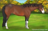 Horse Color:Bay Sabino Appaloosa