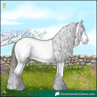 Horse Color:Grullo Sabino Splash Appaloosa 