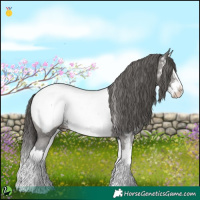 Horse Color:Grullo Sabino Splash Near Fewspot 
