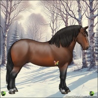 Horse Color:Bay Sabino 
