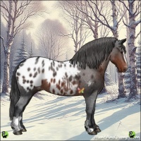 Horse Color:Brown Sabino Near Leopard 