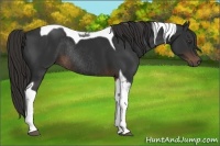 Horse Color:Liver Chestnut Tobiano Rabicano