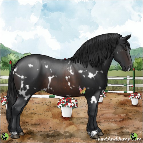 Horse Color:White Spotted Brown
