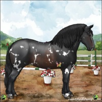 Horse Color:White Spotted Brown 