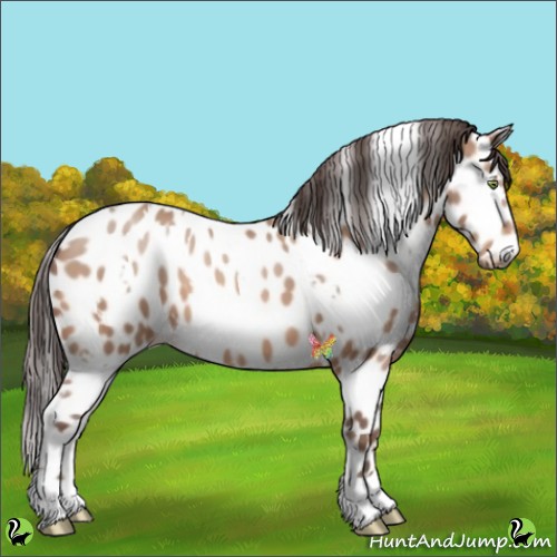 Horse Color:White Spotted Amber Champagne Appaloosa