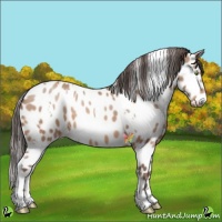 Horse Color:White Spotted Amber Champagne Appaloosa 