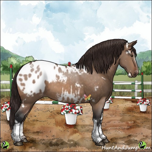 Horse Color:White Spotted Brown Dun Blanket