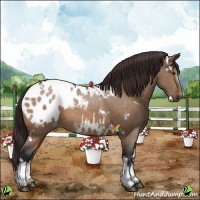 Horse Color:White Spotted Brown Dun Blanket 