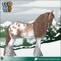 Horse Color:White Spotted Brown Pearl Appaloosa