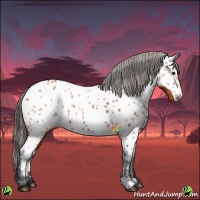 Horse Color:Bay Appaloosa