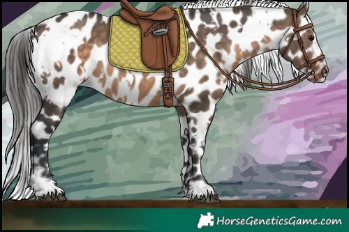 Horse Color:White Spotted Brown Dun Near Leopard