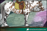 Horse Color:White Spotted Brown Dun Near Leopard