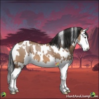 Horse Color:White Spotted Bay Dun Splash 