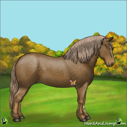 Horse Color:Chocolate Palomino 