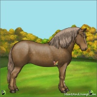 Horse Color:Chocolate Palomino 