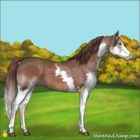 Horse Color:Liver Chestnut Splash 
