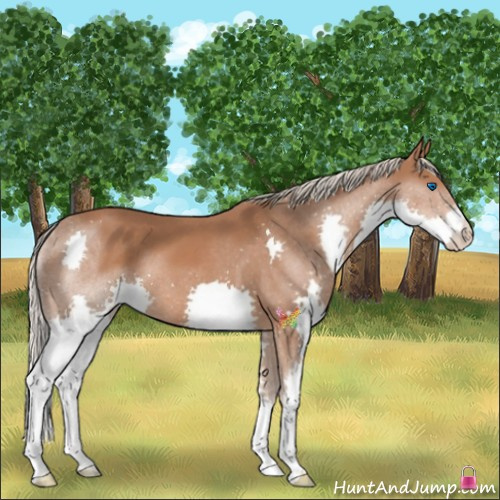 Horse Color:Chestnut Splash