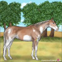 Horse Color:Chestnut Splash 