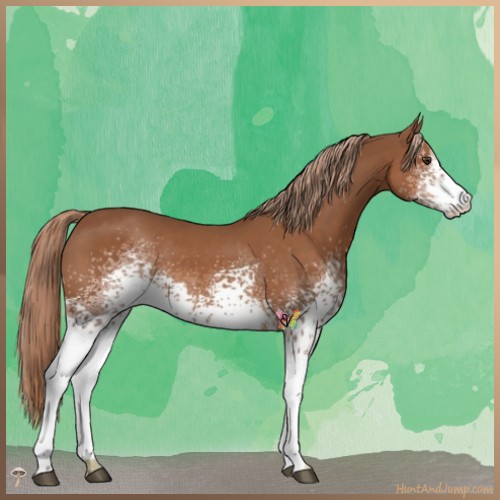 Horse Color:White Spotted Chestnut 