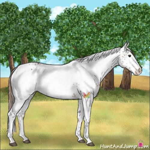 Horse Color:White Spotted Chestnut 