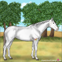 Horse Color:White Spotted Chestnut 