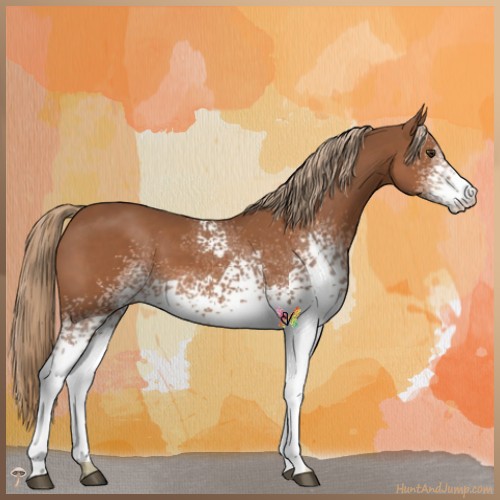 Horse Color:White Spotted Chestnut 