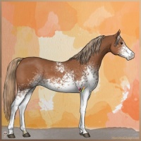 Horse Color:White Spotted Chestnut 