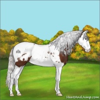 Horse Color:Silver Brown Splash Tobiano Appaloosa 